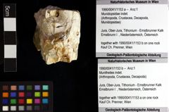 Foto (Objket + Etiketten) von Munitheites indet. 